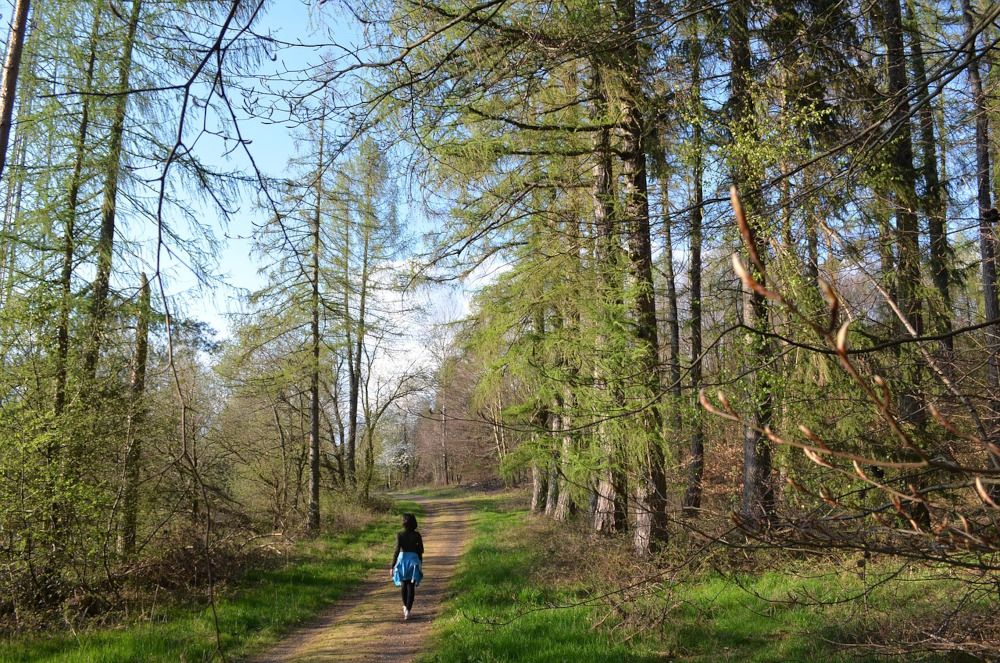 Eine Spaziergängerin auf einem Waldweg zwischen hohen, lichten Bäumen. Blauer Himmel im Hintergrund